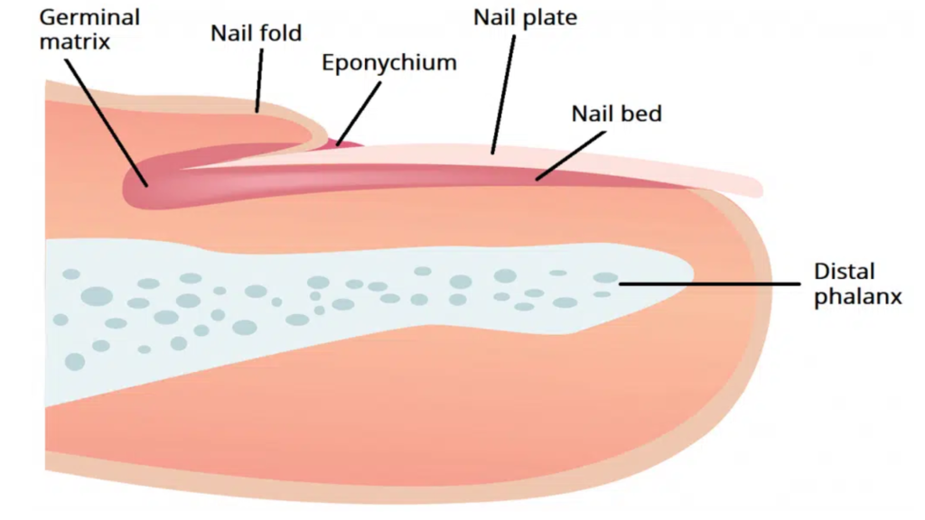 Integumentary Surgical Section- Nails – Health Coding Hub